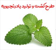 طرح کشت و تولید بادرنجبویه