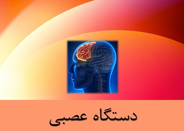 پاورپوینت دستگاه عصبی