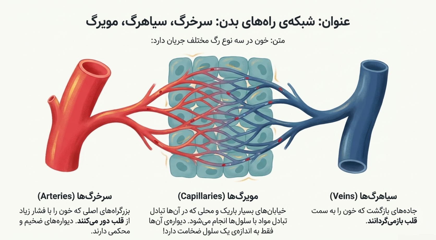 درسنامه فصل 14 علوم هفتم (گردش مواد)